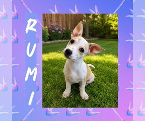 Rat Terrier-Unknown Mix Dogs for adoption in Littleton, CO, USA