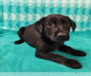 Labrador Retriever Dogs for adoption in Conroe, TX, USA