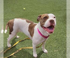 American Pit Bull Terrier-Unknown Mix Dogs for adoption in Las Vegas, NV, USA