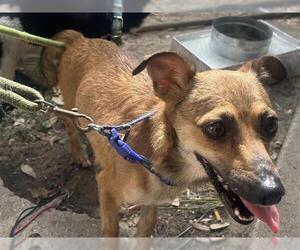 Chihuahua Dogs for adoption in Houston, TX, USA