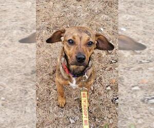 Dachshund-Unknown Mix Dogs for adoption in Woodbridge, VA, USA