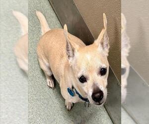 Chihuahua-Unknown Mix Dogs for adoption in Boston, MA, USA