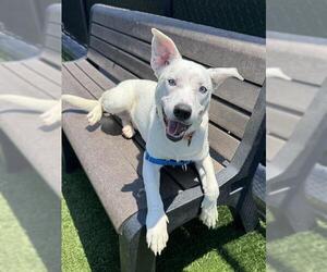 Border Collie-Unknown Mix Dogs for adoption in San Francisco, CA, USA