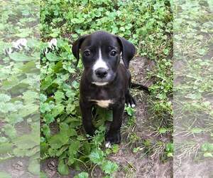 Small American Staffordshire Terrier Mix