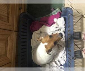 Rat Terrier Dogs for adoption in Parker, KS, USA