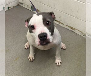 Mutt Dogs for adoption in San Bernardino, CA, USA