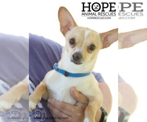 Chihuahua Dogs for adoption in Alton, IL, USA