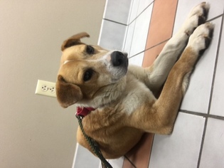 Beagle-Unknown Mix Dogs for adoption in Montello, WI, USA