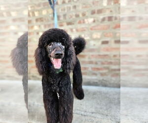 Poodle (Standard) Dogs for adoption in Chicago, IL, USA