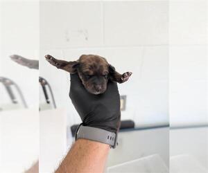 Labrador Retriever-Unknown Mix Dogs for adoption in Corpus Christi, TX, USA