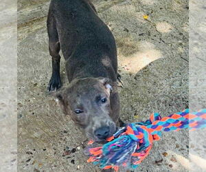 Labrador Retriever-Unknown Mix Dogs for adoption in Calgary, Alberta, Canada
