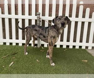 Catahoula Leopard Dog-Unknown Mix Dogs for adoption in Modesto, CA, USA
