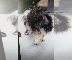 Shih Tzu Dogs for adoption in Newport, KY, USA