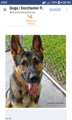 German Shepherd Dog Dogs for adoption in charleston, SC, USA