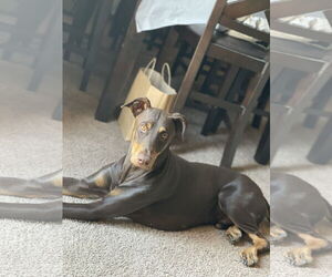 Doberman Pinscher Dogs for adoption in Chandler, AZ, USA