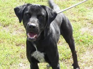Labrador Retriever Dogs for adoption in Windsor, VA, USA