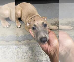 Black Mouth Cur-Unknown Mix Dogs for adoption in Tallahassee, FL, USA