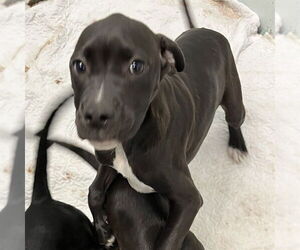 Labrador Retriever-Unknown Mix Dogs for adoption in Tavares, FL, USA
