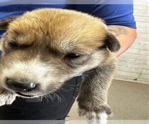German Shepherd Dog-Unknown Mix Dogs for adoption in San Bernardino, CA, USA