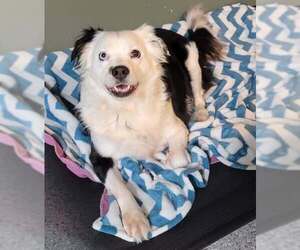 Border Collie Dogs for adoption in Highland, IL, USA