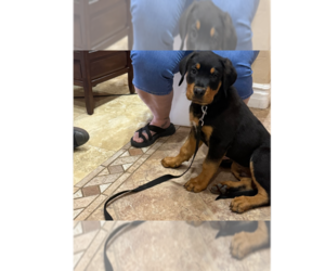 Rottweiler Dogs for adoption in Gilbert, AZ, USA
