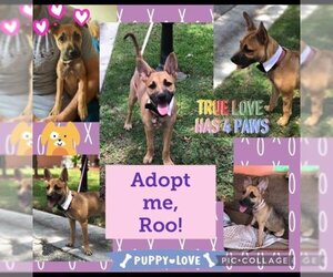 Black Mouth Cur-Unknown Mix Dogs for adoption in Plantation, FL, USA