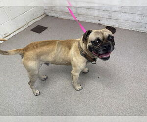Pug Dogs for adoption in San Bernardino, CA, USA