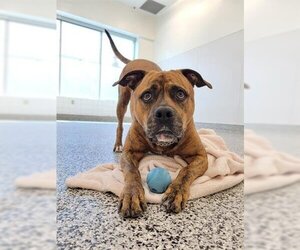 Boxer-Unknown Mix Dogs for adoption in Vaughan, Ontario, Canada