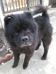 Chow Chow Dogs for adoption in Seattle, WA, USA