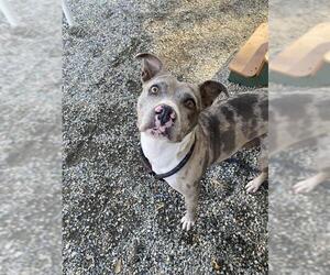 American Pit Bull Terrier-Catahoula Leopard Dog Mix Dogs for adoption in Palmetto, FL, USA
