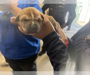 Mutt Dogs for adoption in San Bernardino, CA, USA