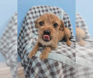 Chihuahua-Unknown Mix Dogs for adoption in Grafton, WI, USA