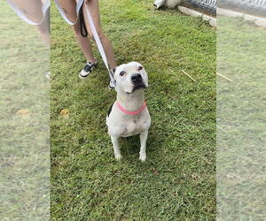 Mutt Dogs for adoption in Evansville, IN, USA