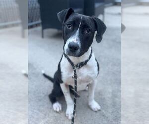 Mutt Dogs for adoption in Elmsford, NY, USA