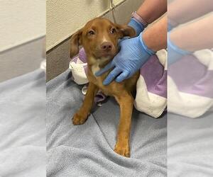 Mutt Dogs for adoption in Modesto, CA, USA