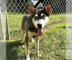 Medium Photo #4 Siberian Husky-Unknown Mix Puppy For Sale in Severn, MD, USA