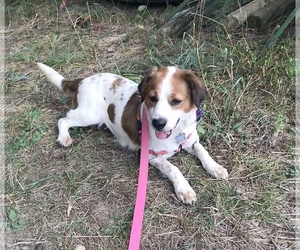 Small Brittany Mix