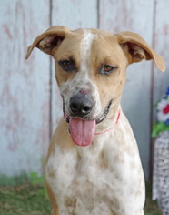Boxador Dogs for adoption in Inverness, FL, USA