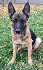 German Shepherd Dog Dogs for adoption in Gretna, NE, USA