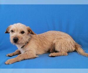 Mutt Dogs for adoption in Phelan, CA, USA