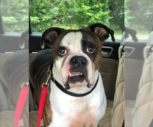 Bulldog Dogs for adoption in Millersville, MD, USA