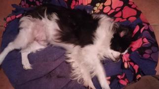 Japanese Chin Dogs for adoption in Topeka, KS, USA