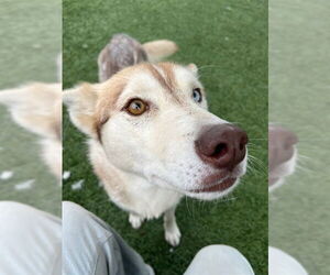Siberian Husky Dogs for adoption in Downey, CA, USA