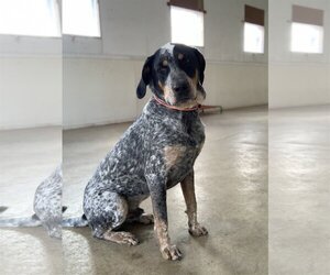 Bluetick Coonhound Dogs for adoption in Williamsburg, IA, USA