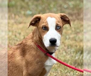 Catahoula Leopard Dog-Labrador Retriever Mix Dogs for adoption in Yardley, PA, USA