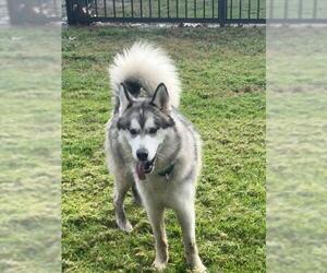 Siberian Husky Dogs for adoption in Riverside, CA, USA