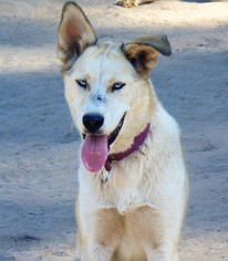 Goberian Dogs for adoption in Pacific grove , CA, USA