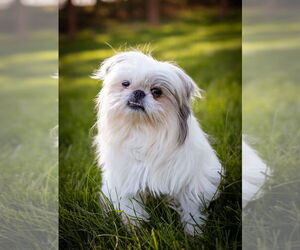 Peke-A-Tese Dogs for adoption in Plymouth, MN, USA