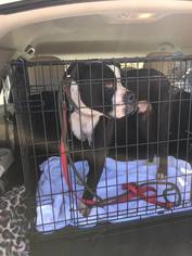 Bulloxer Dogs for adoption in Woodbury, MN, USA