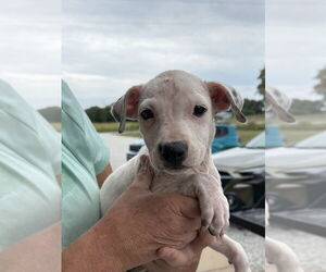 American Pit Bull Terrier-Unknown Mix Dogs for adoption in Bolivar, MO, USA